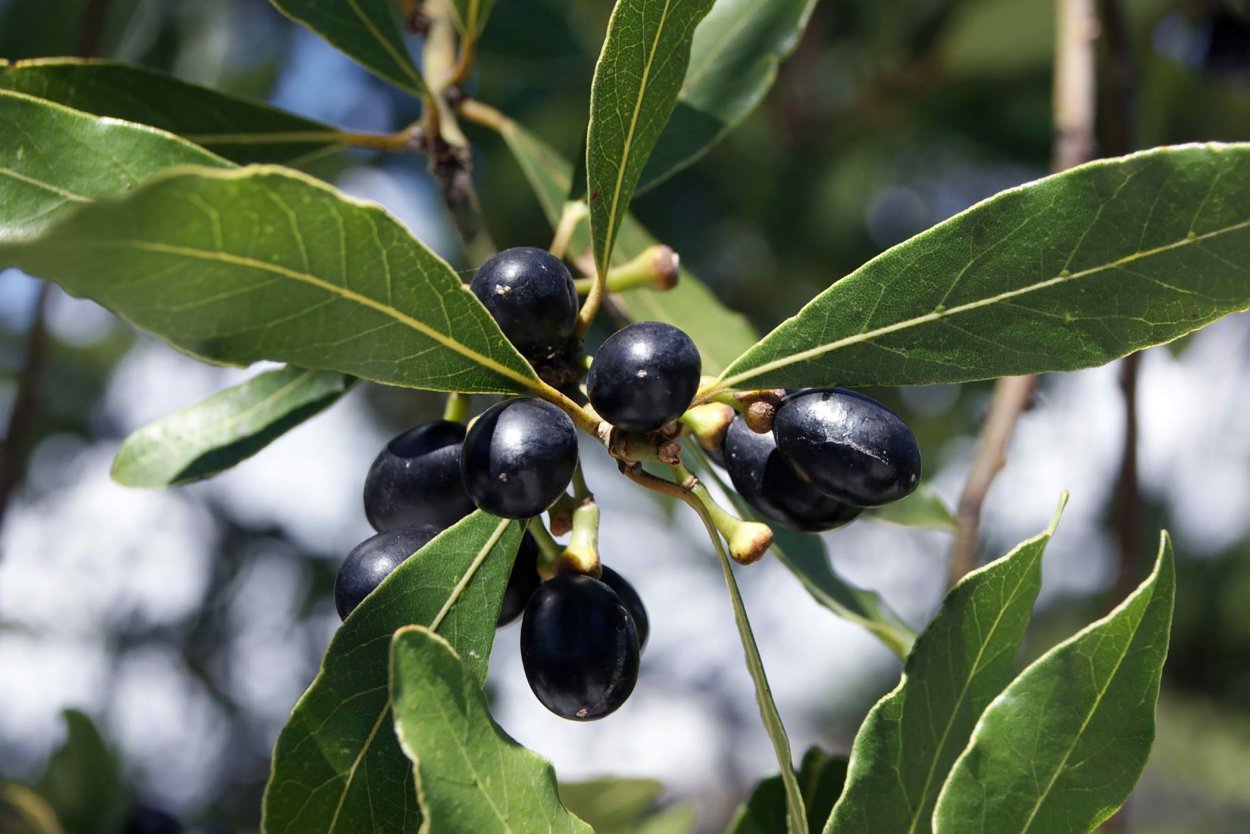 Лавровишня плоды