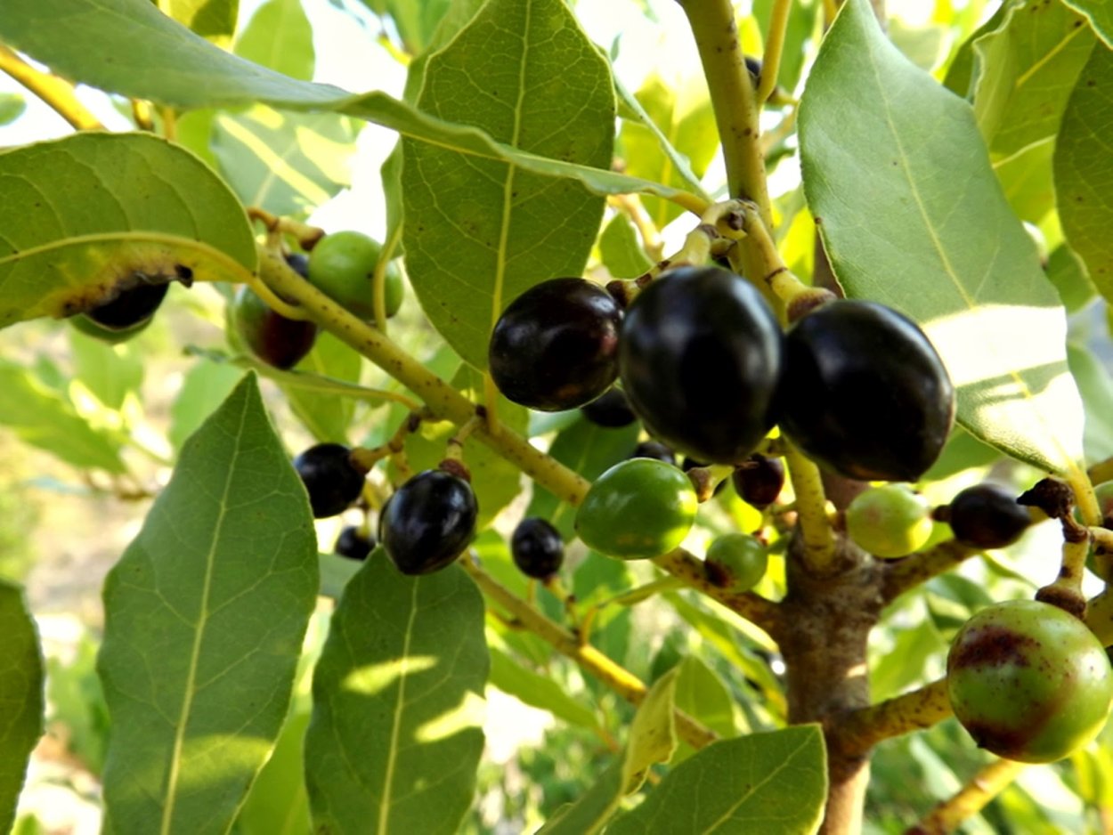 Плоды лаврового дерева