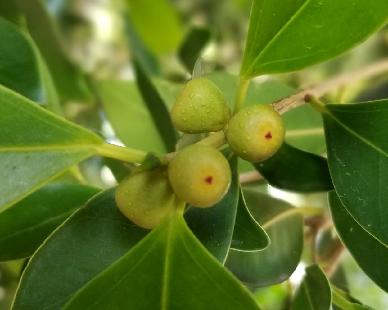 Лавр благородный растение