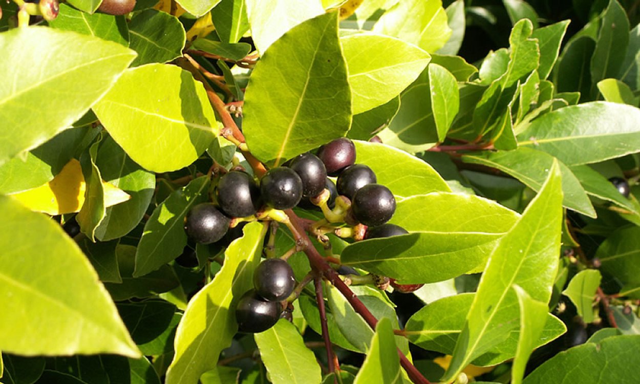 Лавровишня Лузитанская