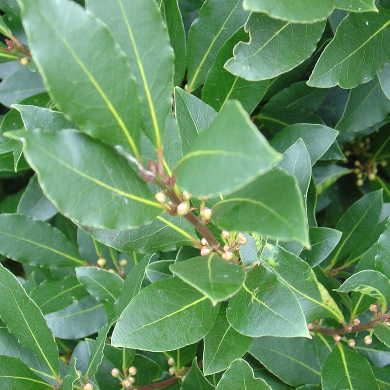 Канарский лавр