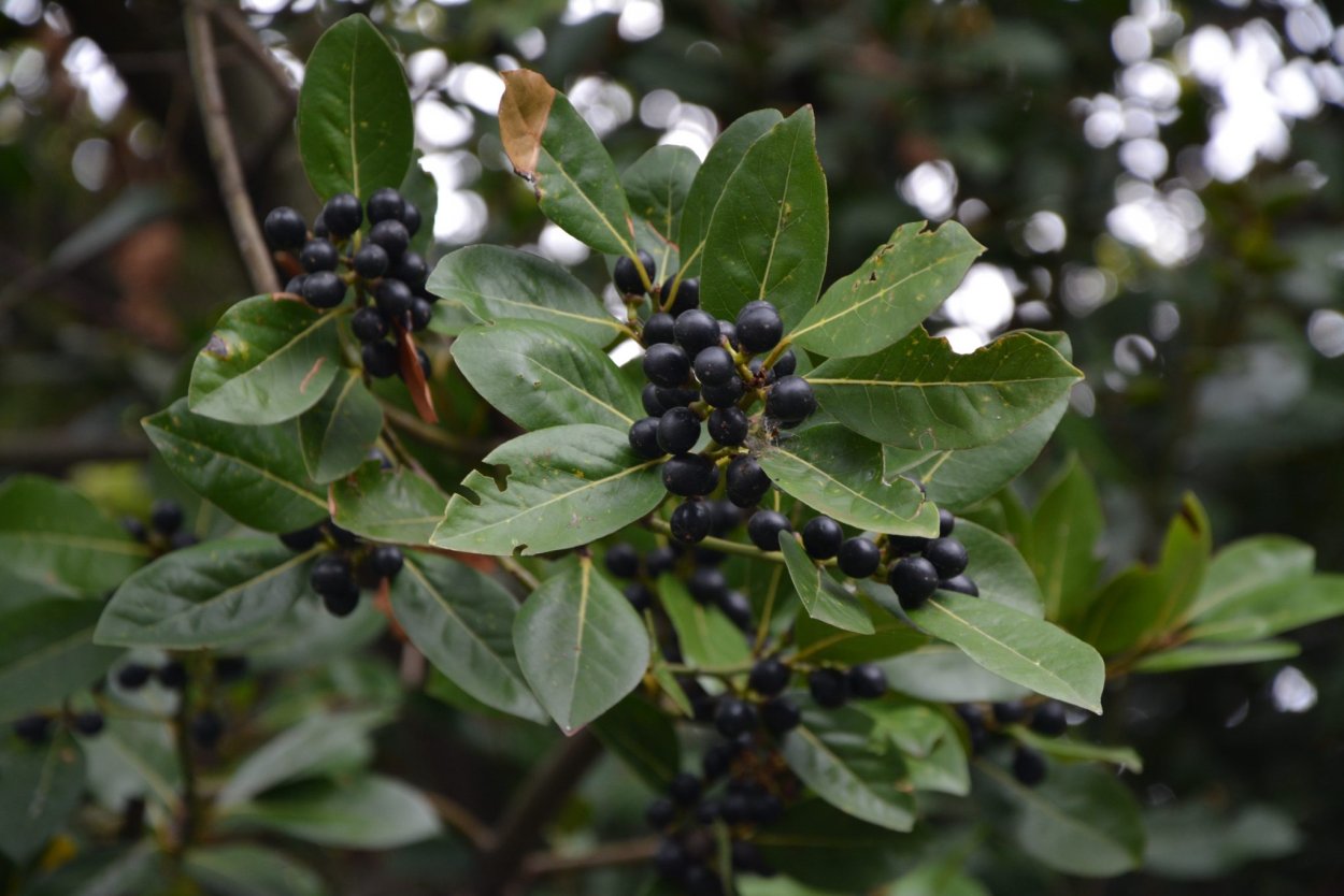 Лавр Laurus ягода