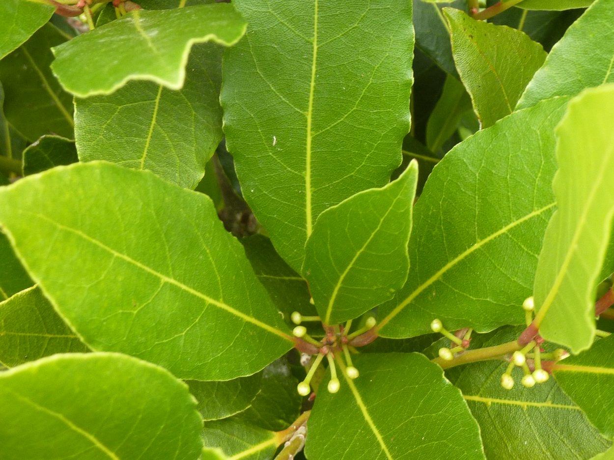 Ягоды Лавра благородного