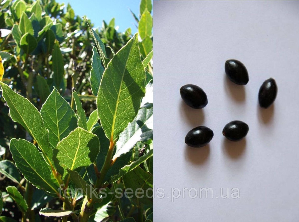 Лаврушка дерево