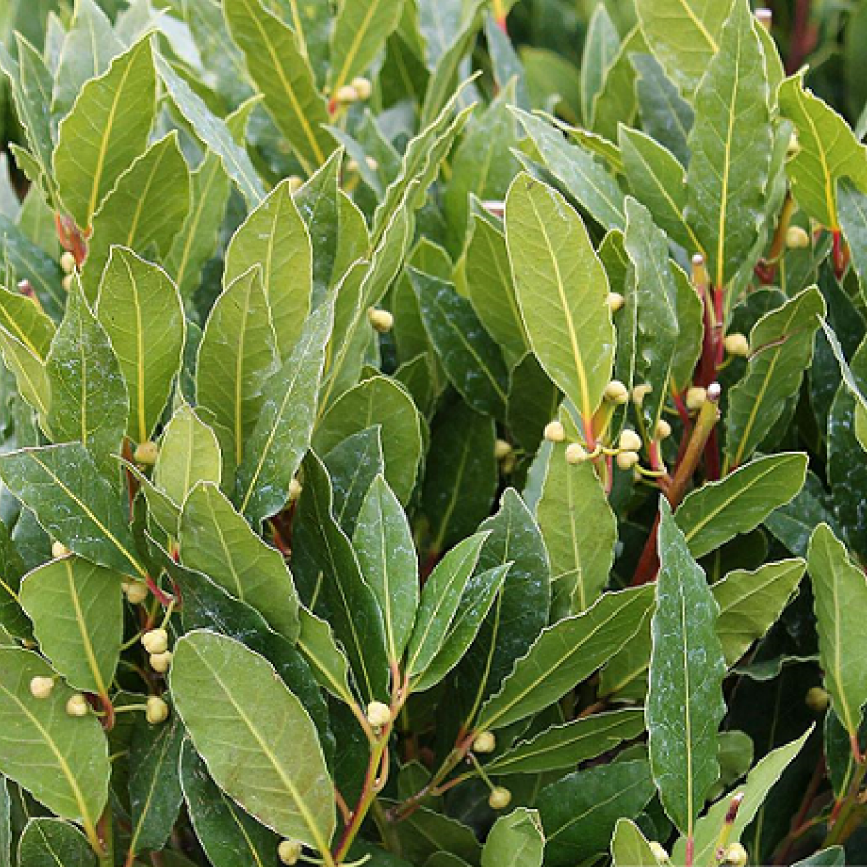 Дерево лавр Дафна