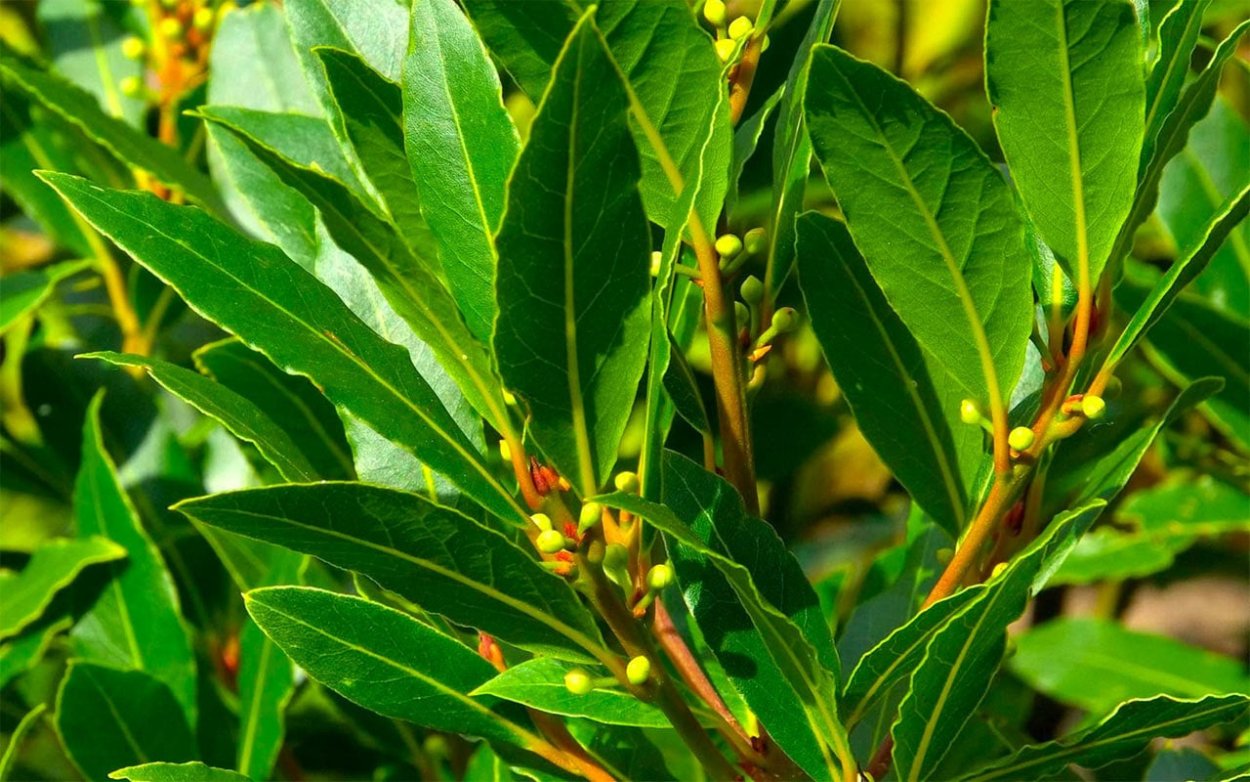 Лавр Лаурус Нобилис