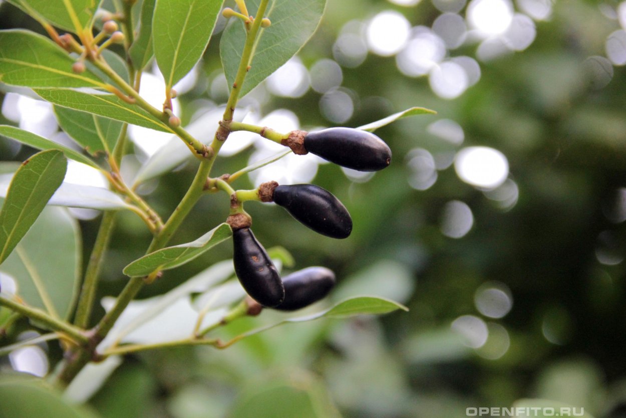Лавровый лист Велица