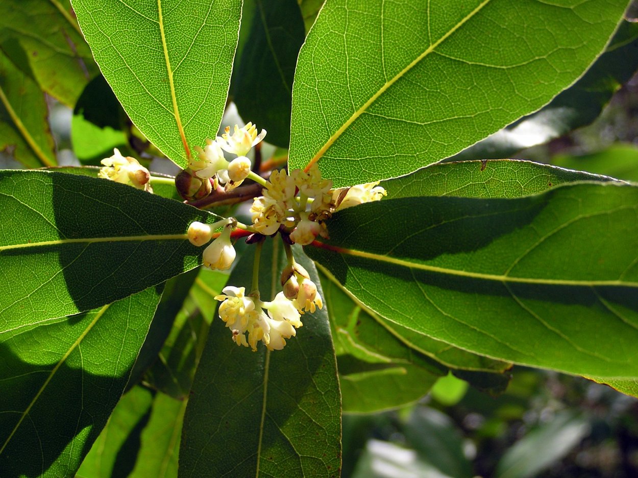 Лавровое дерево. Лавр благородный (Laurus Nobilis). Лавр благородный (Láurus Nóbilis). Лавр Нобилис цветение. Лавр благородный Крым.