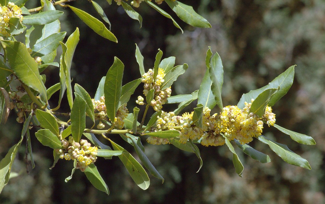 Лавр благородный (Laurus Nobilis)