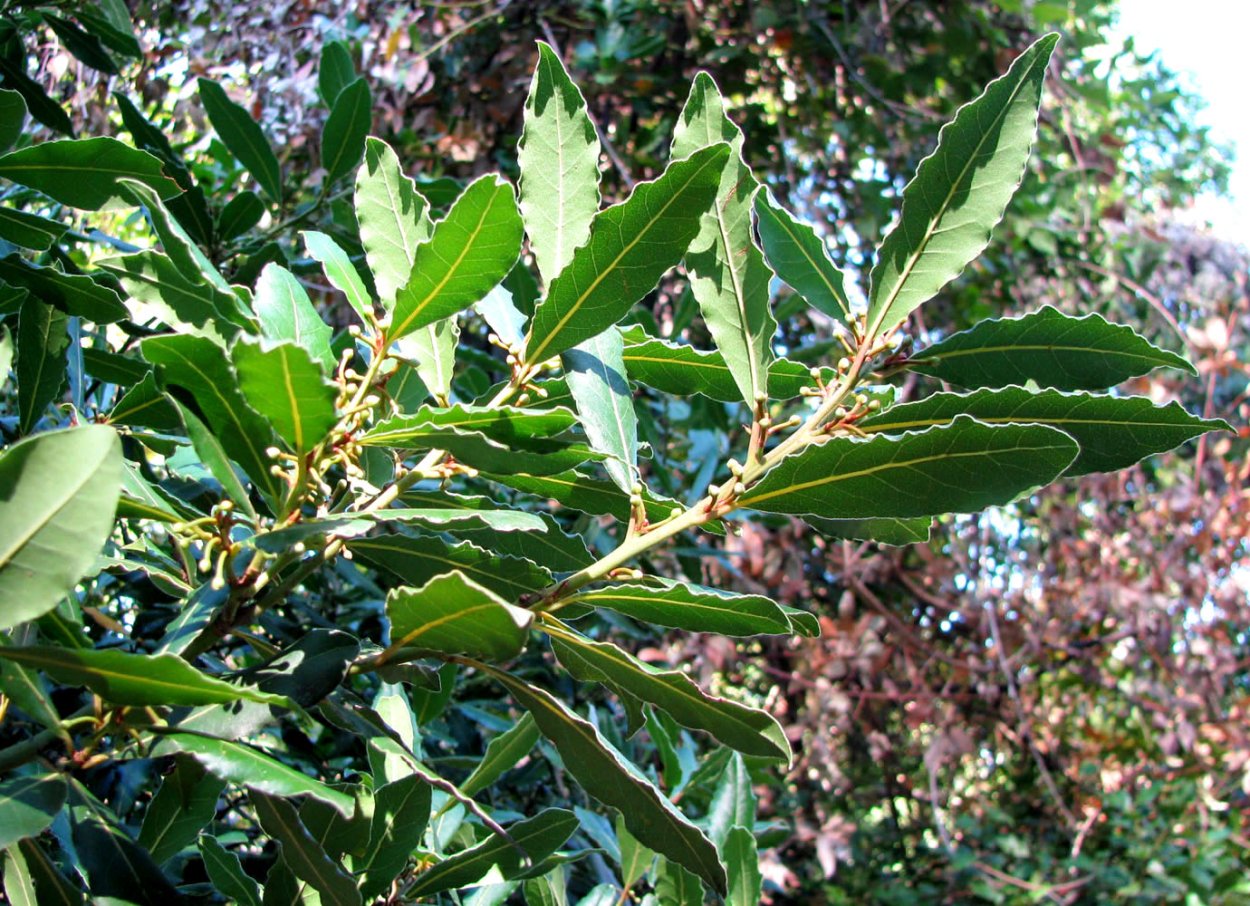 Лавр вечнозеленый