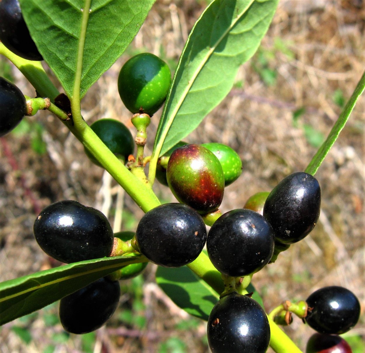 Плод Лавра Лаурус Нобилис