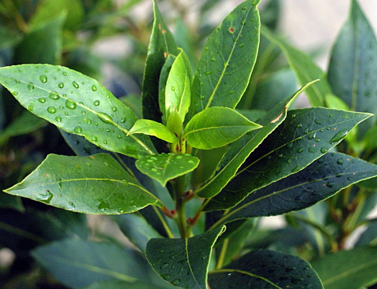 Лавровишня (Prunus laurocerasus).