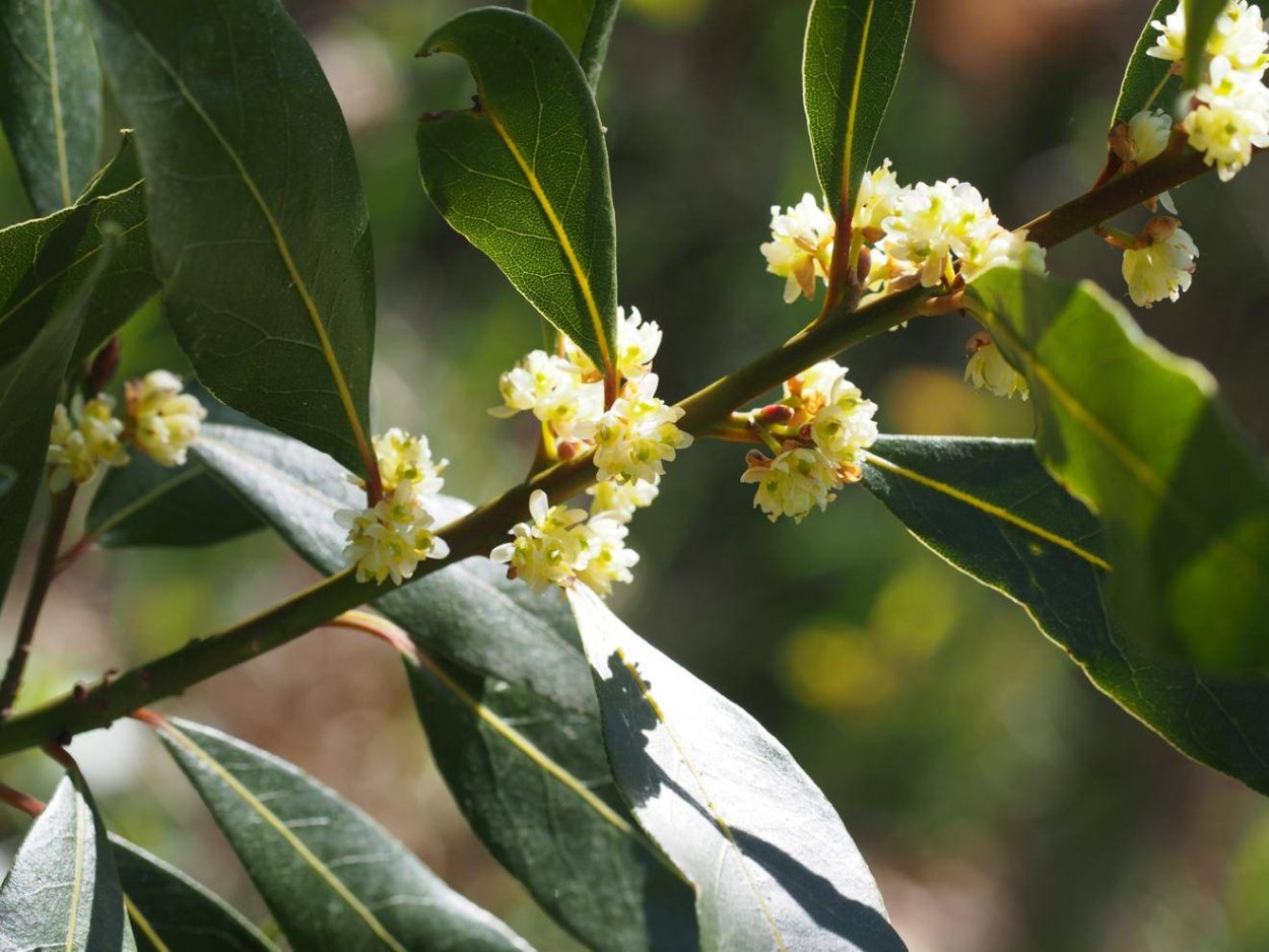 Дефне растение