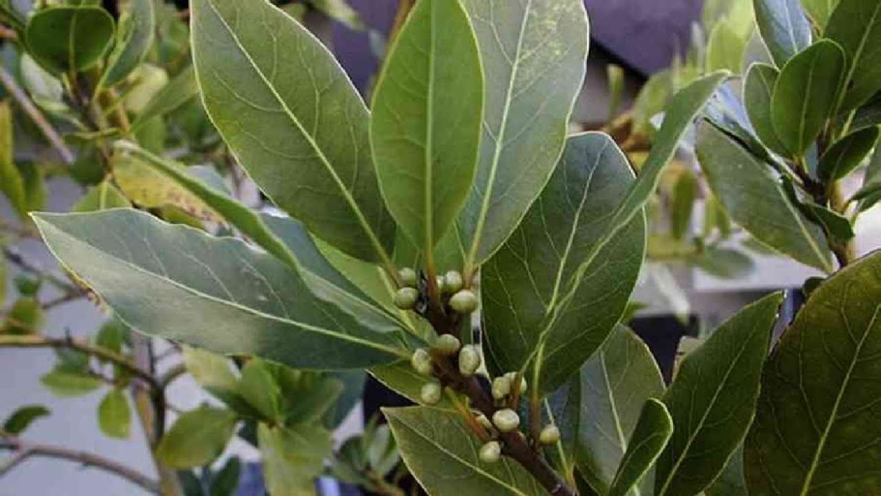 Систематика лавр благородный