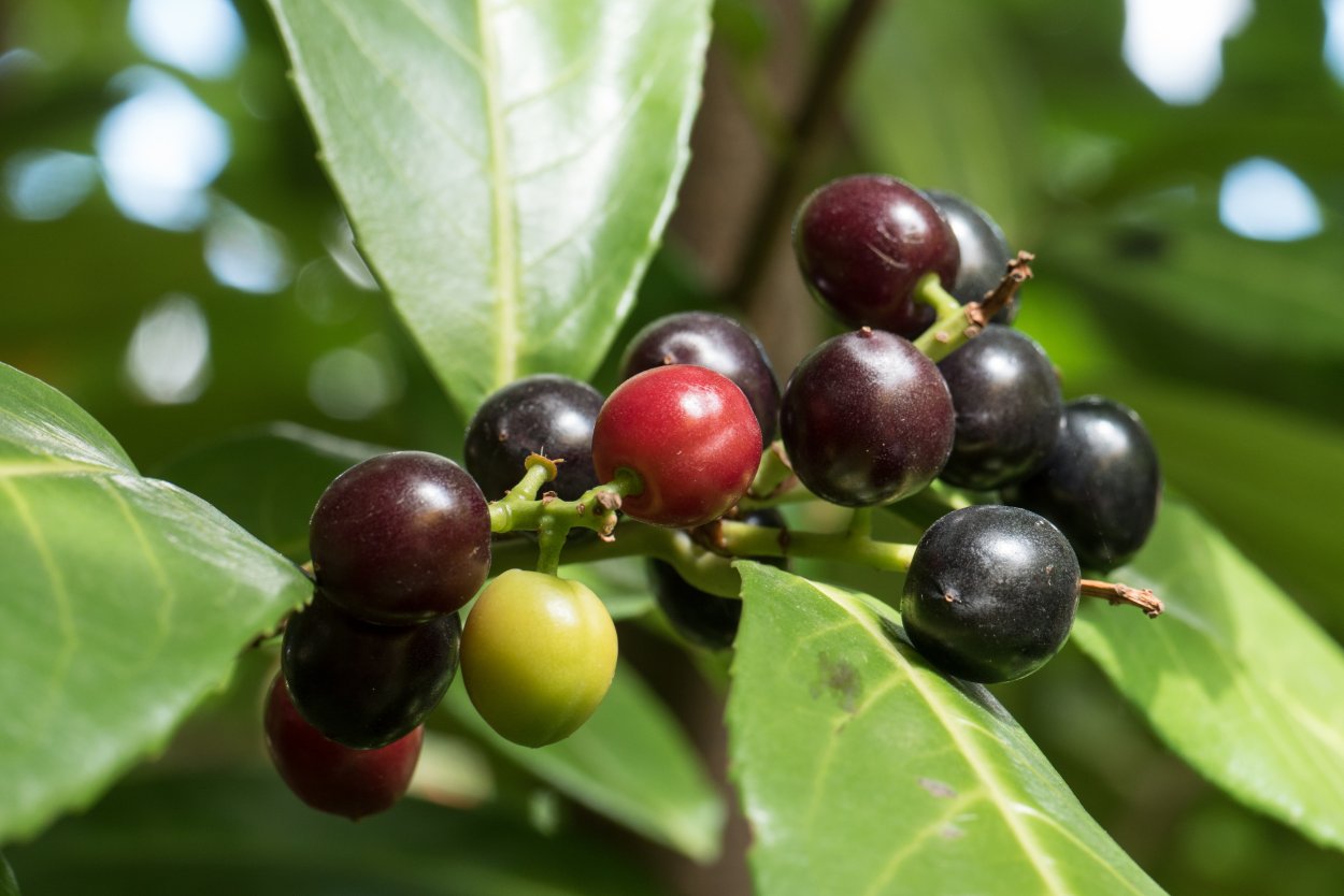 Лавровишня и лавровый лист