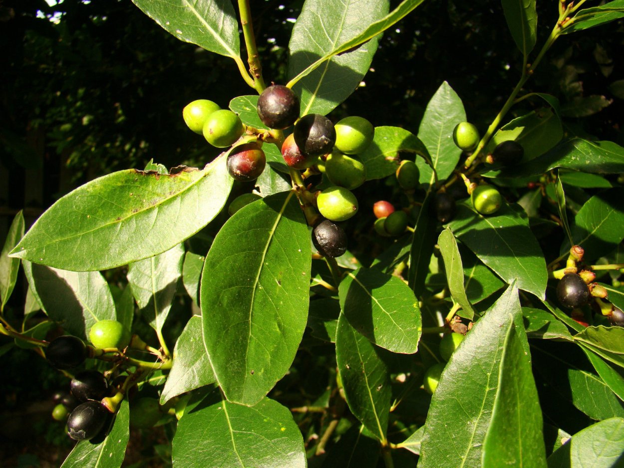 Орех маньчжурский (Juglans mandshurica)