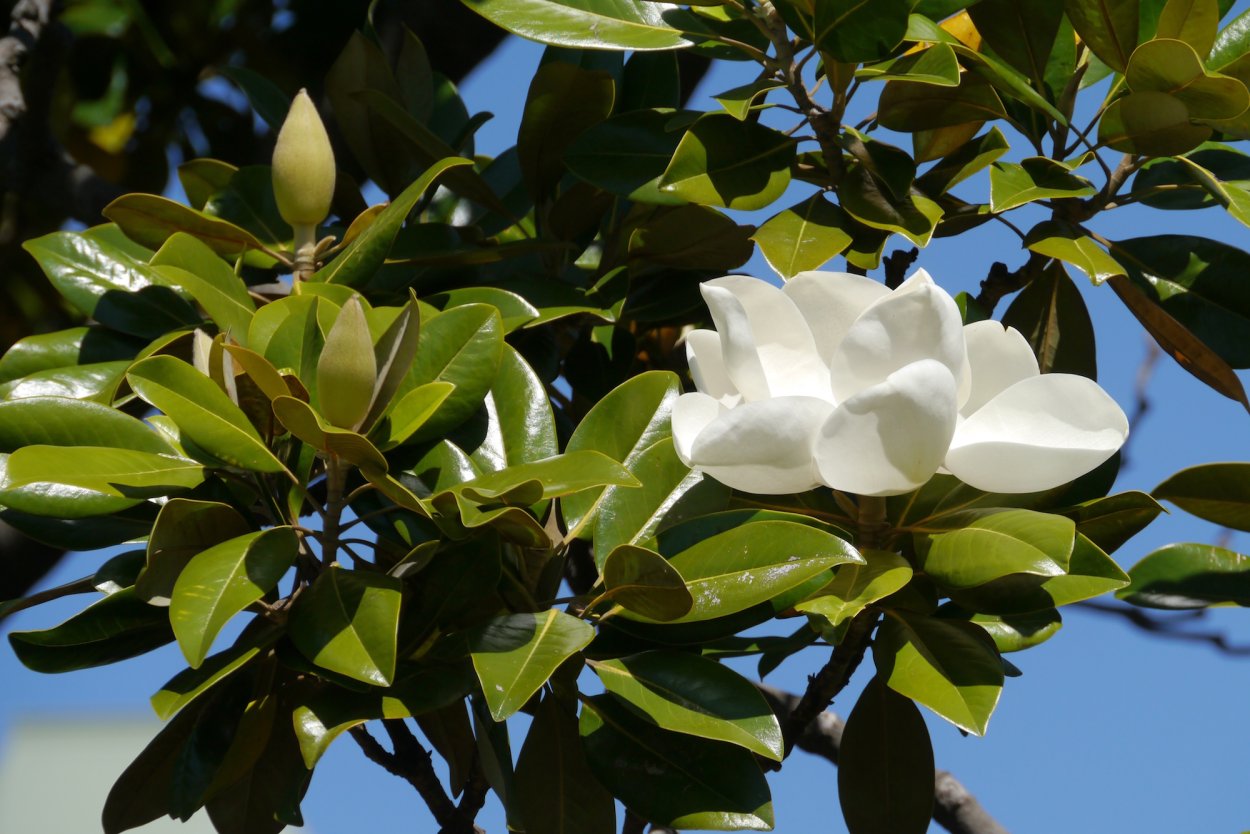 Магнолия дерево Египта