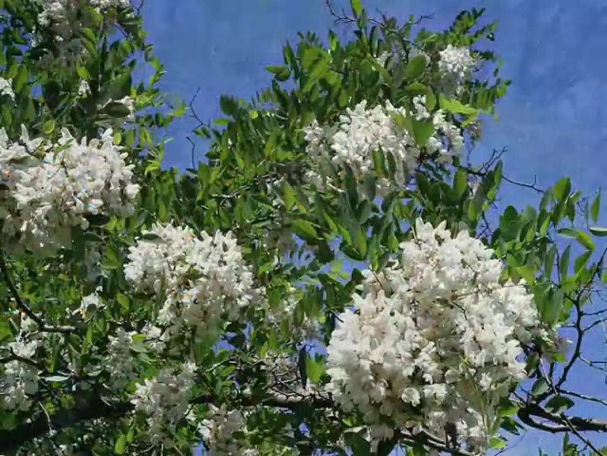 Сирень жозифлекса Агнес Смит