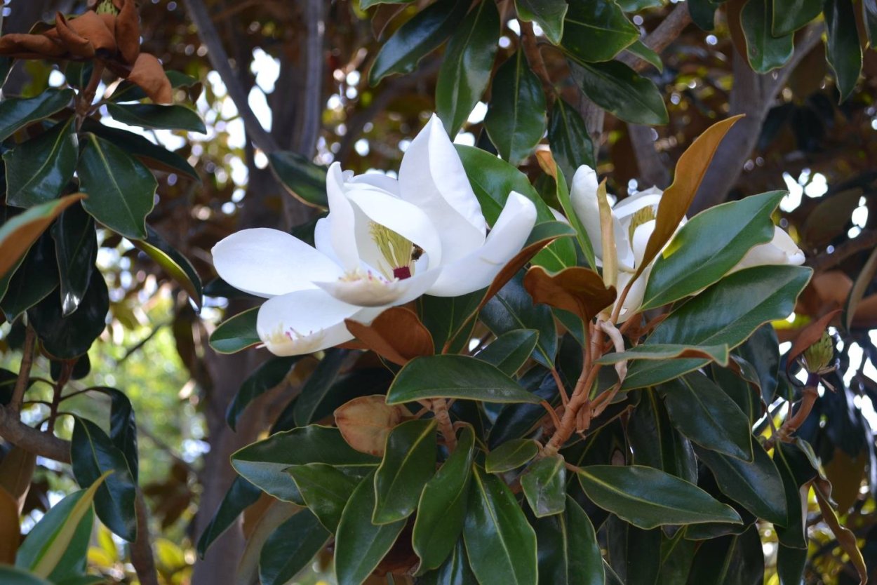 Рябина лабазник