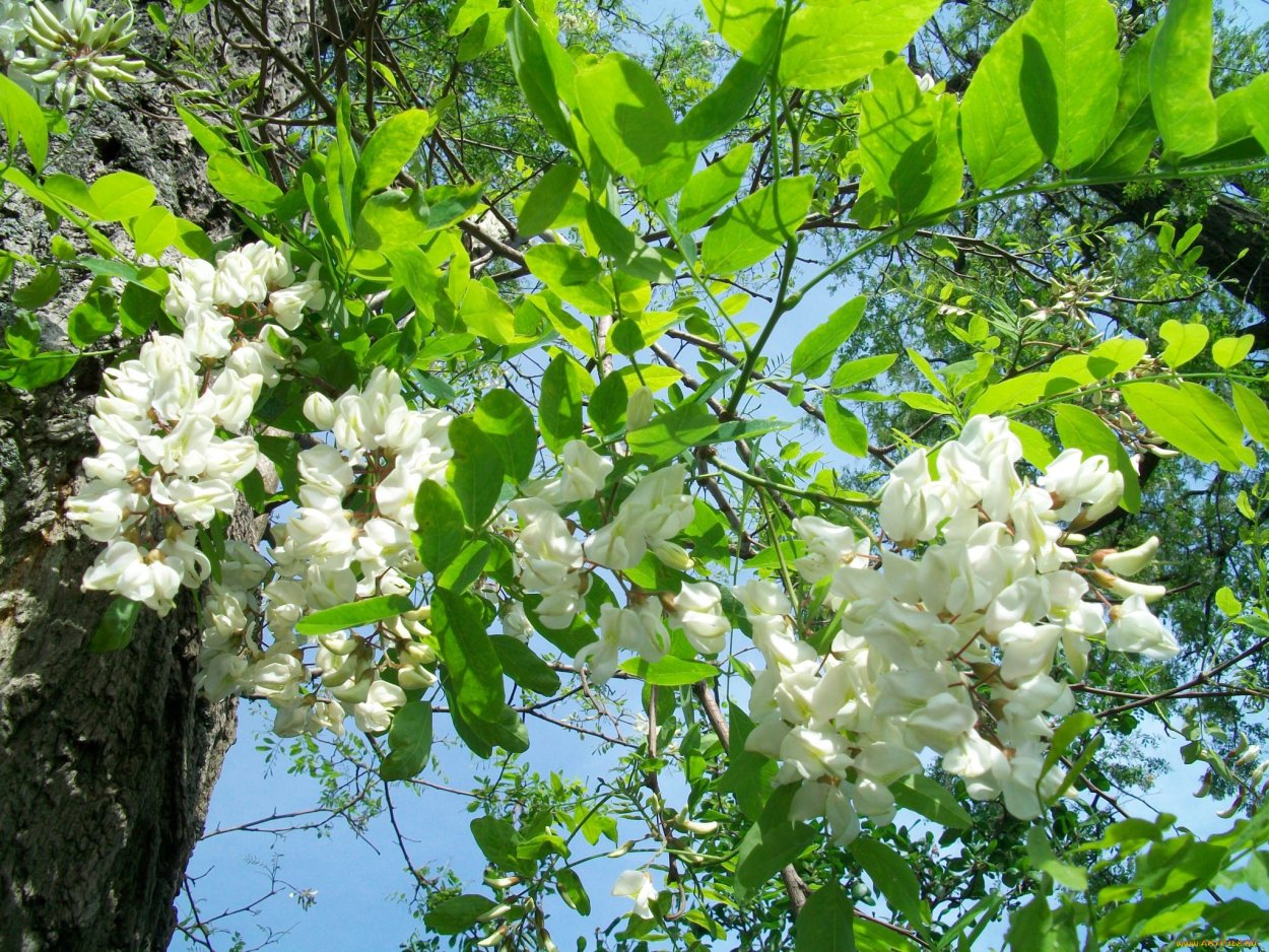 Сакура Хоруно Эстетика