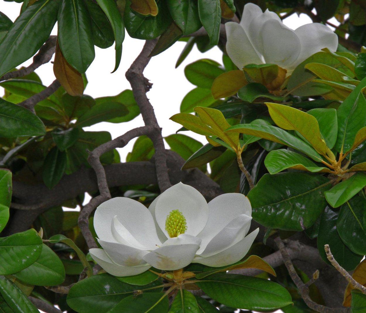 Магнолия крупноцветковая дерево