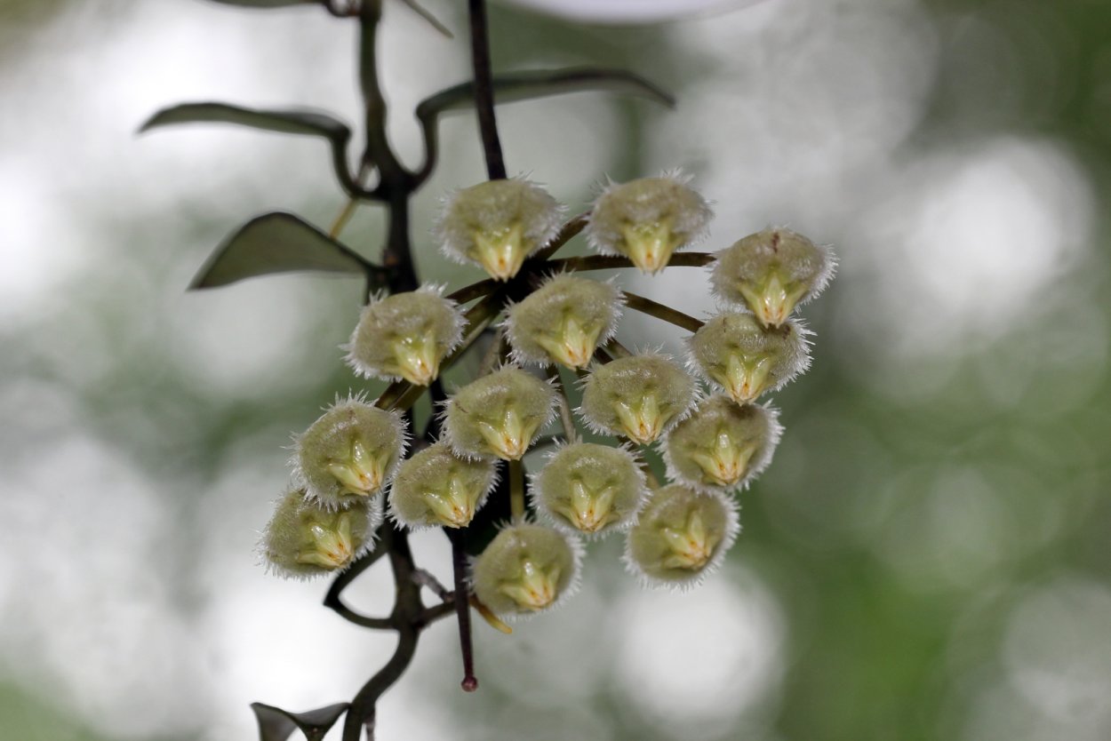 Хойя Hoya Mirabilis – Clone b