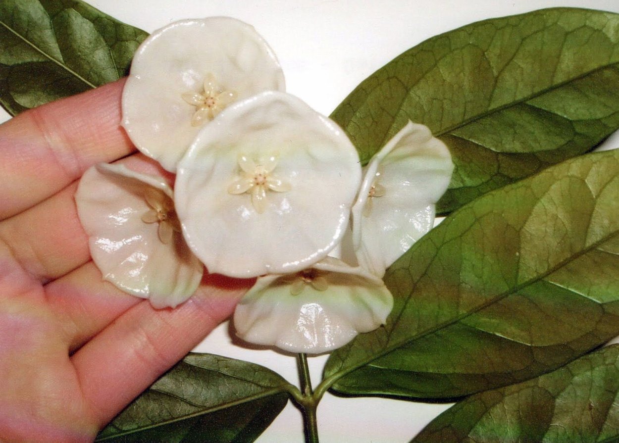 Хойя danumensis cystiantha