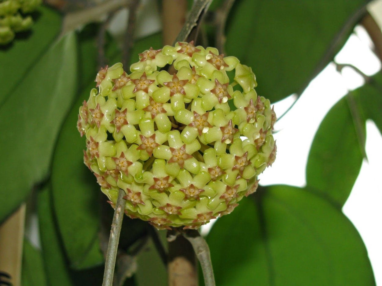 Хойя fuscomarginata