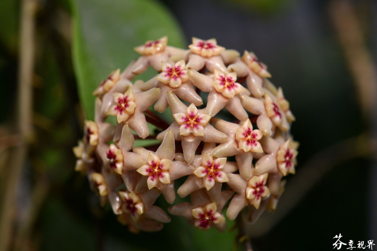 Хойя rintzii Borneo