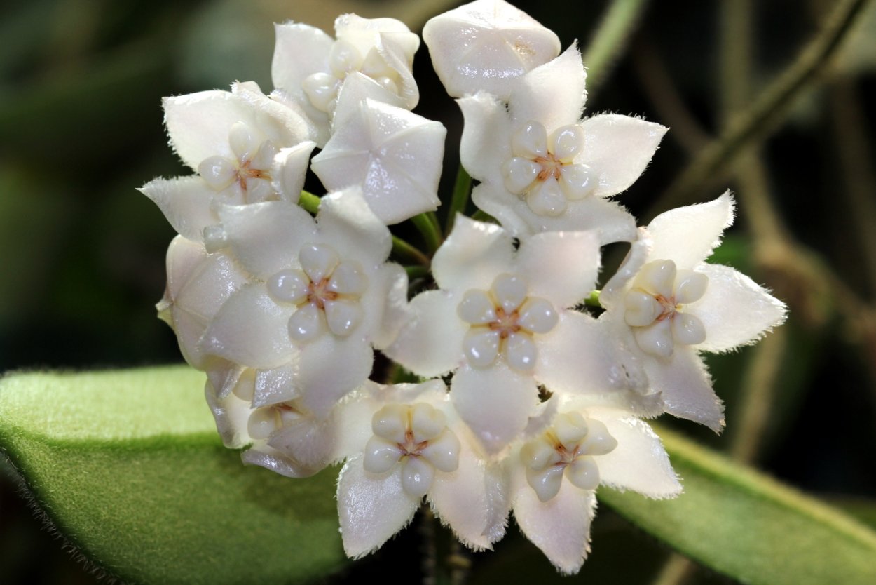 Хойя Томпсона