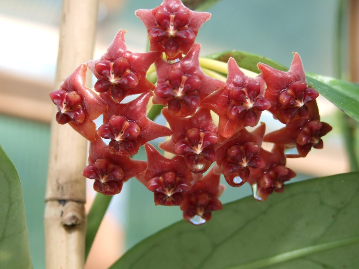 Хойя лобби (Hoya lobbii Orange)
