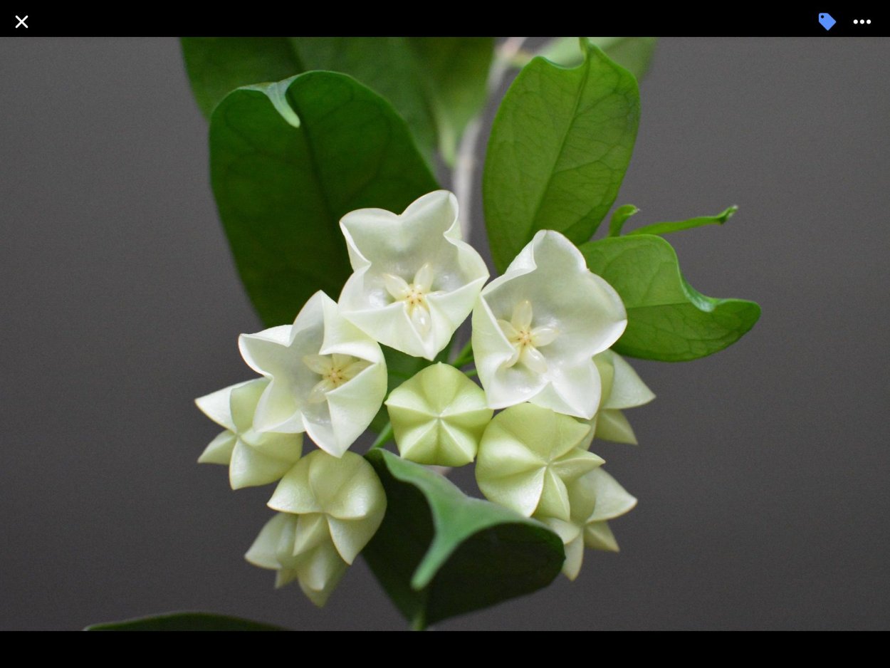 Хойя с белыми листьями