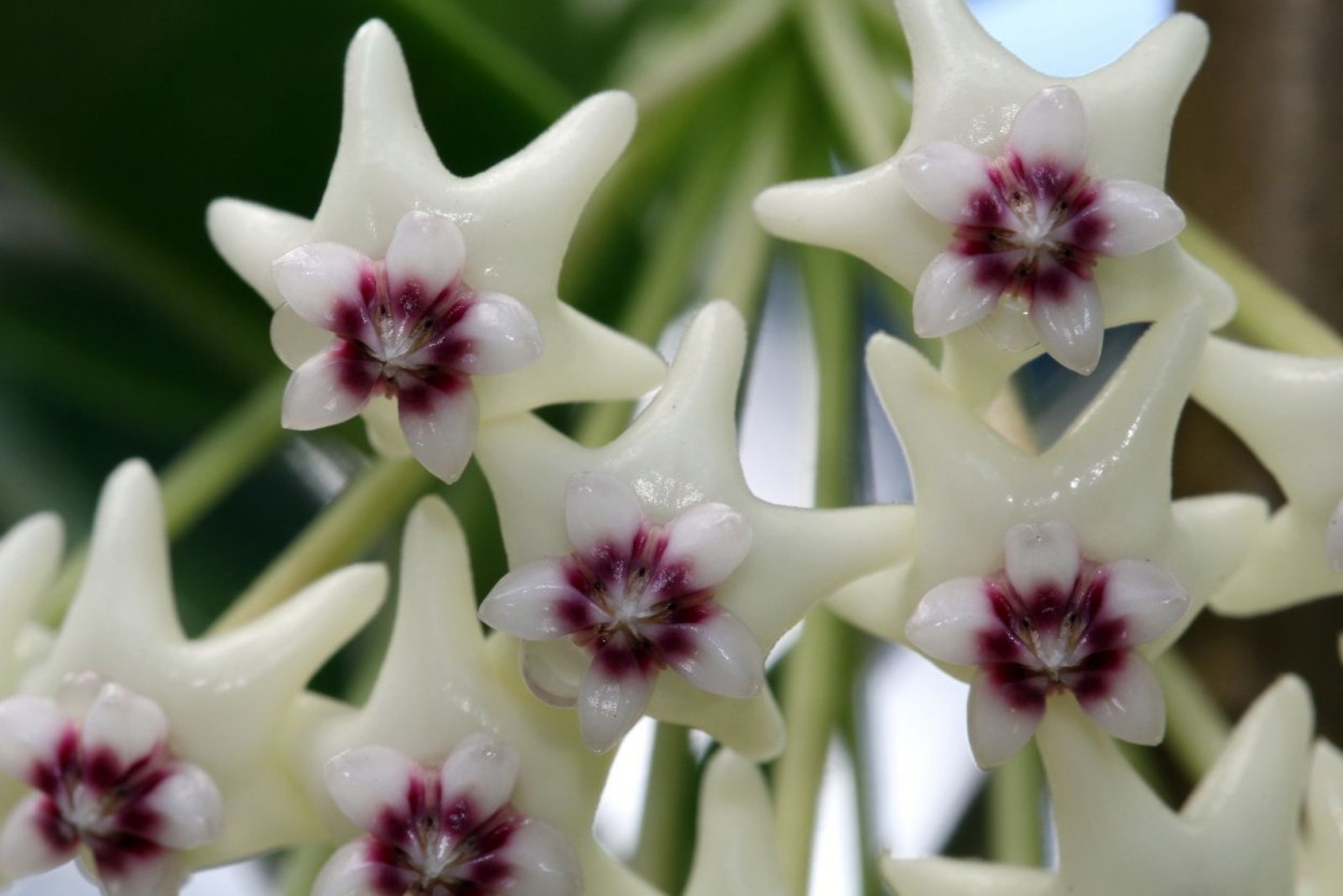 Хойя пассифлора