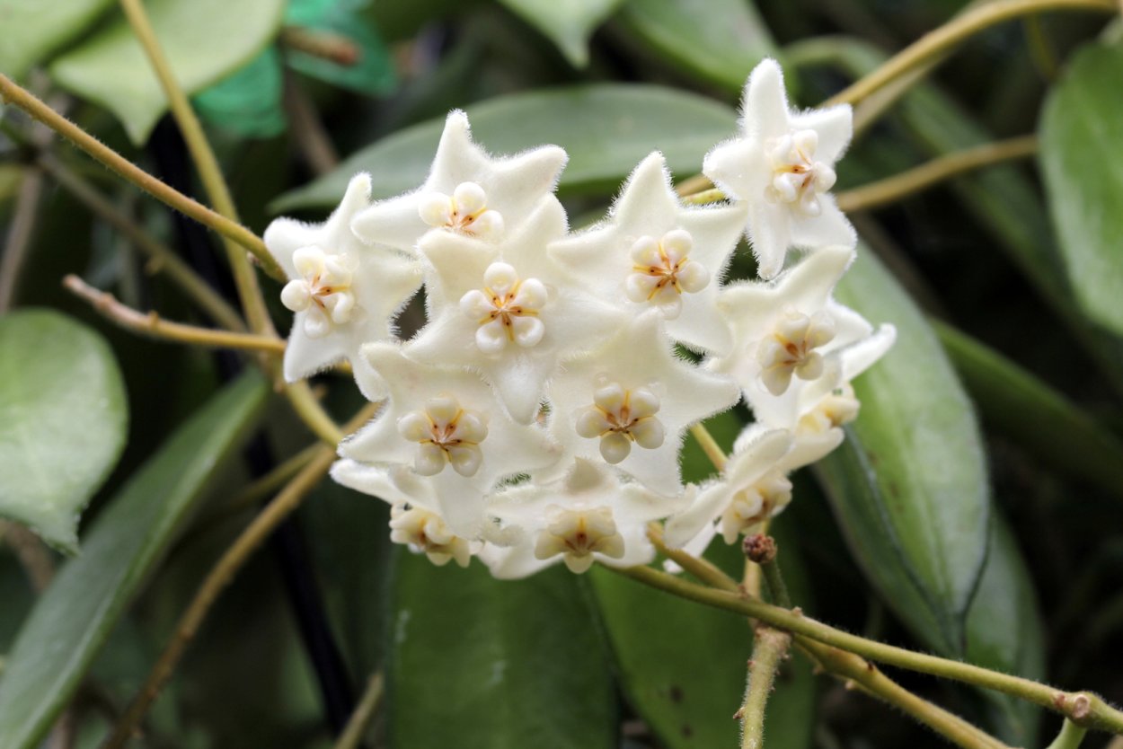 Хойя сиамика