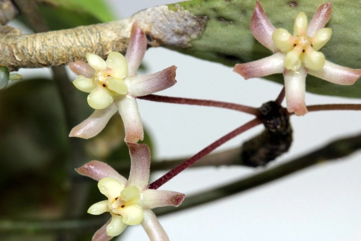 Хойя padangensis