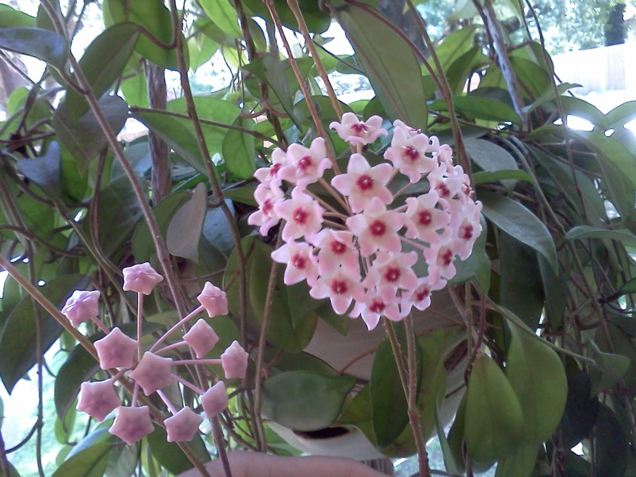 Хойя восковой плющ