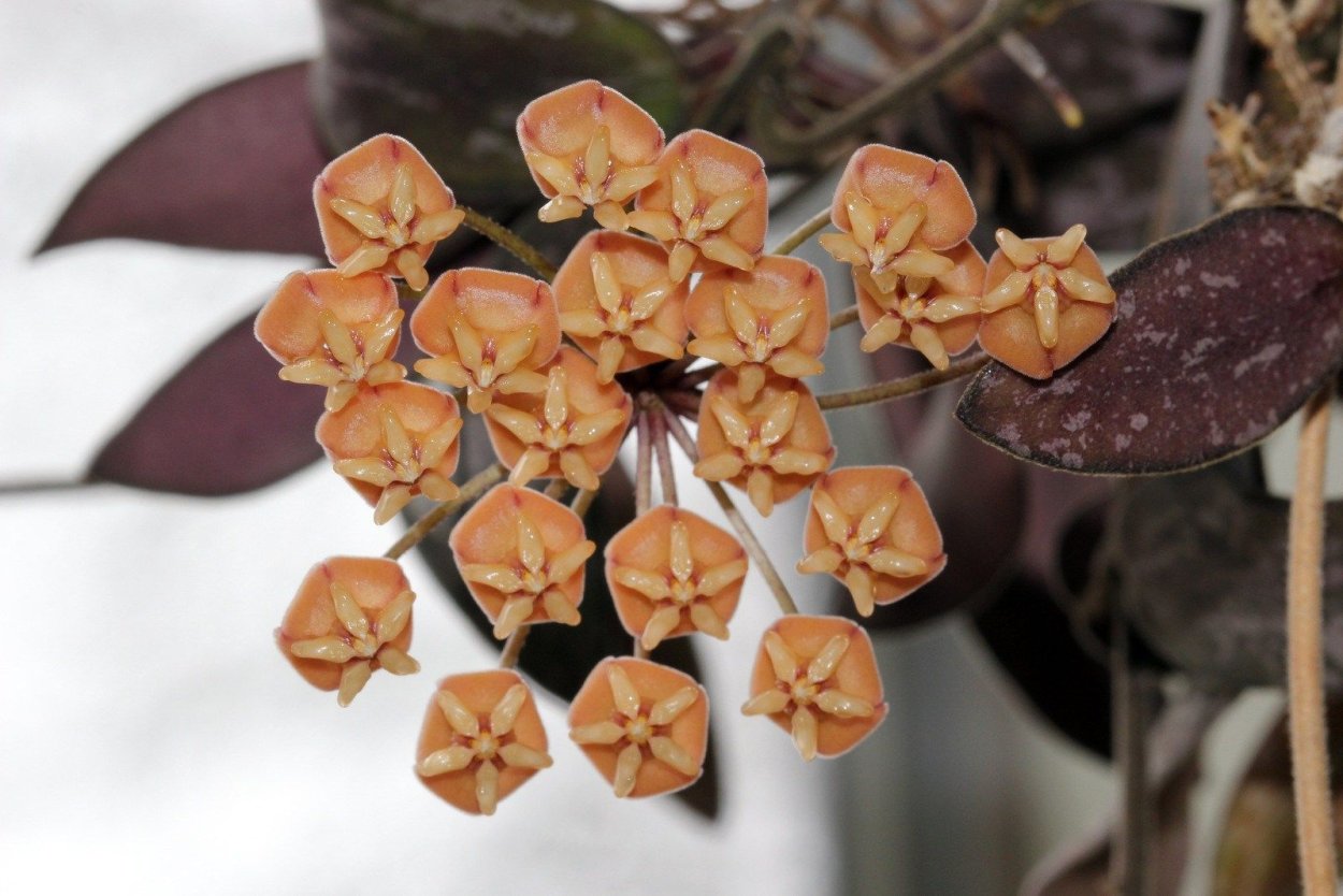 Hoya sigillatis (Hoya hasseltii)