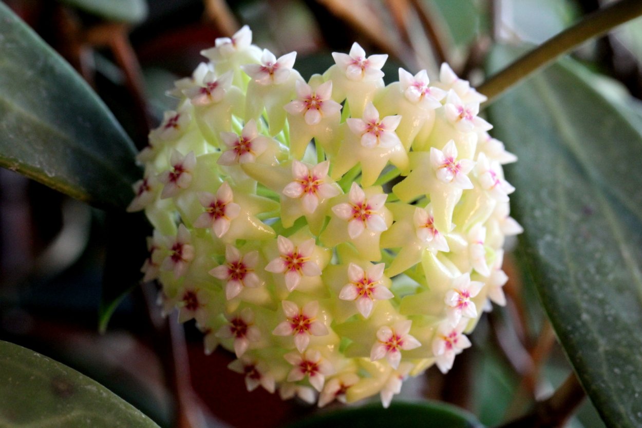 Hoya SP. Bogor