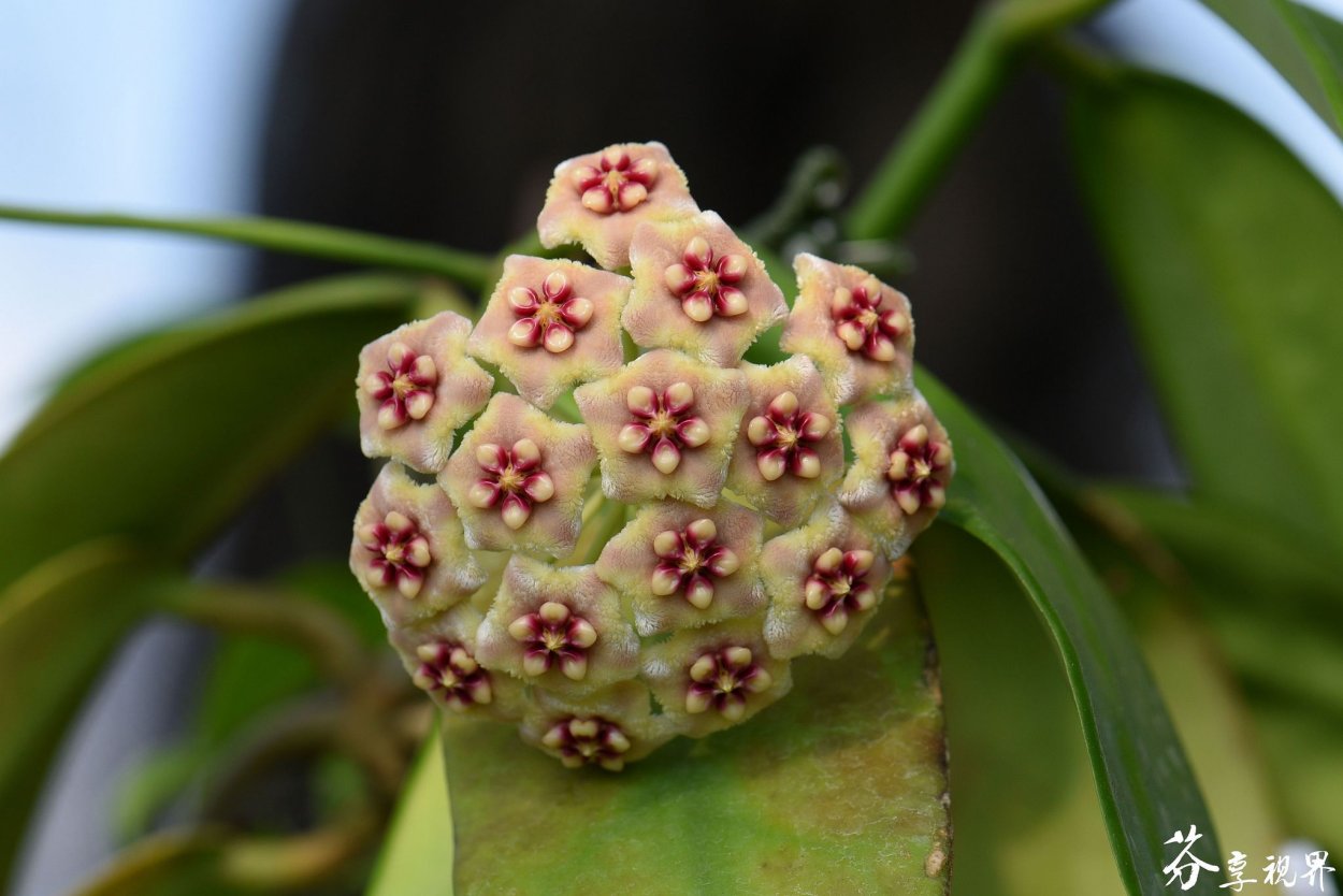 Хойя Мелифлуа Фратерна