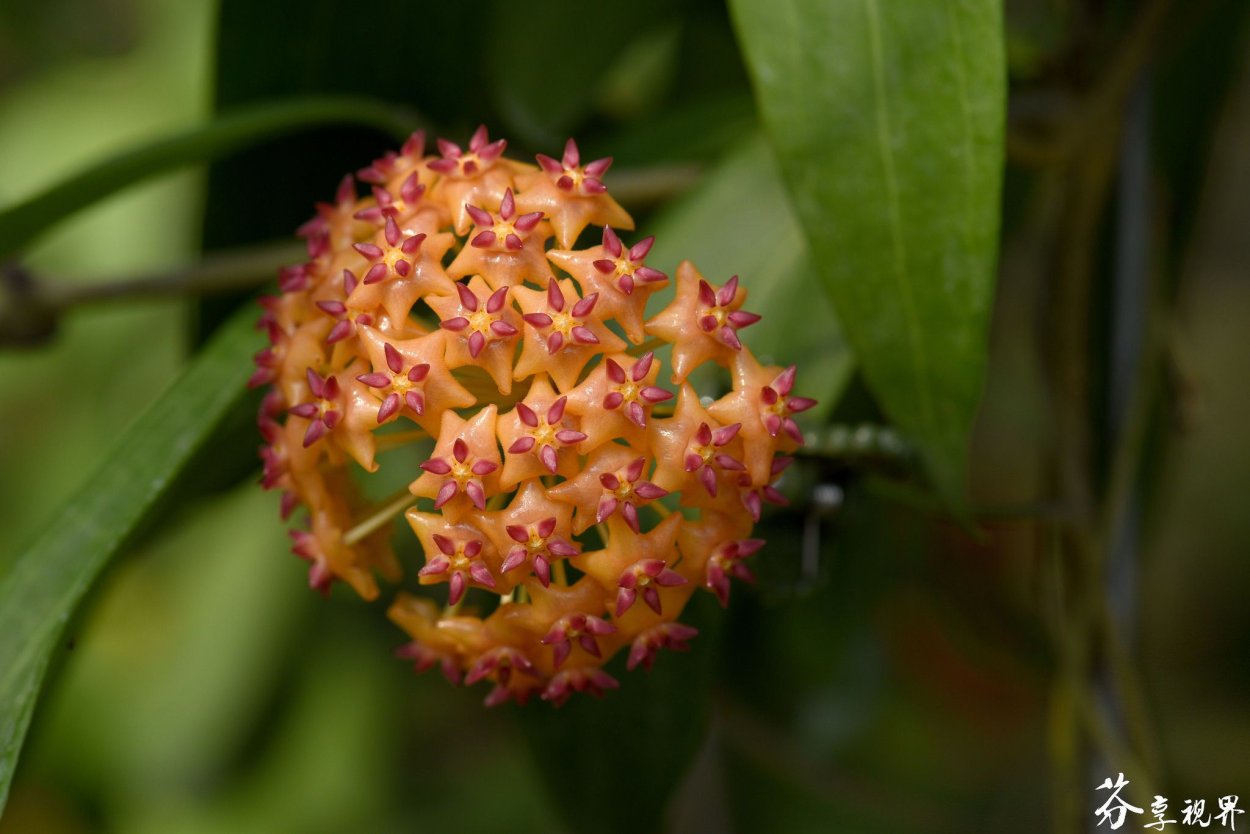 Хойя валмайориана