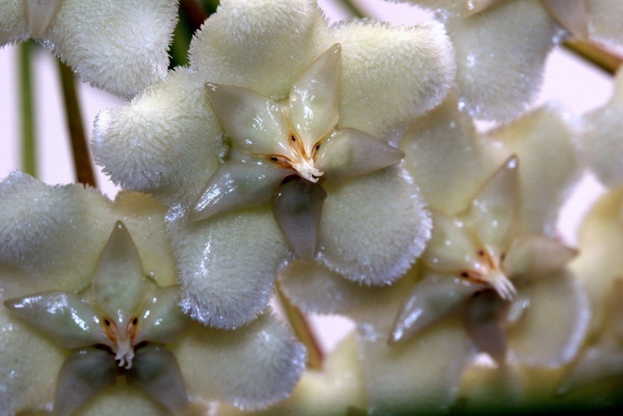 Хойя celata Pink Dragon