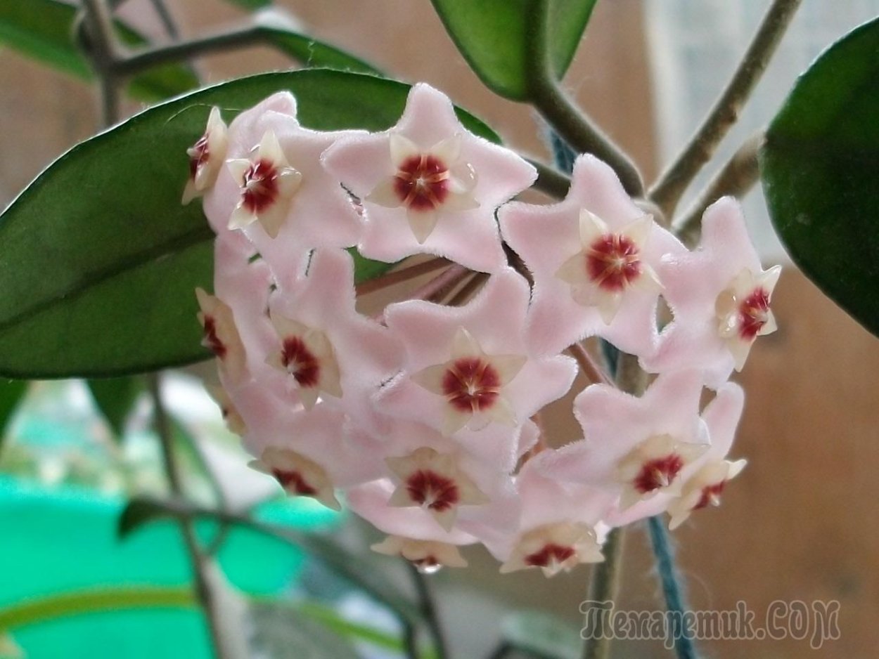 Плющ Хойя комнатный