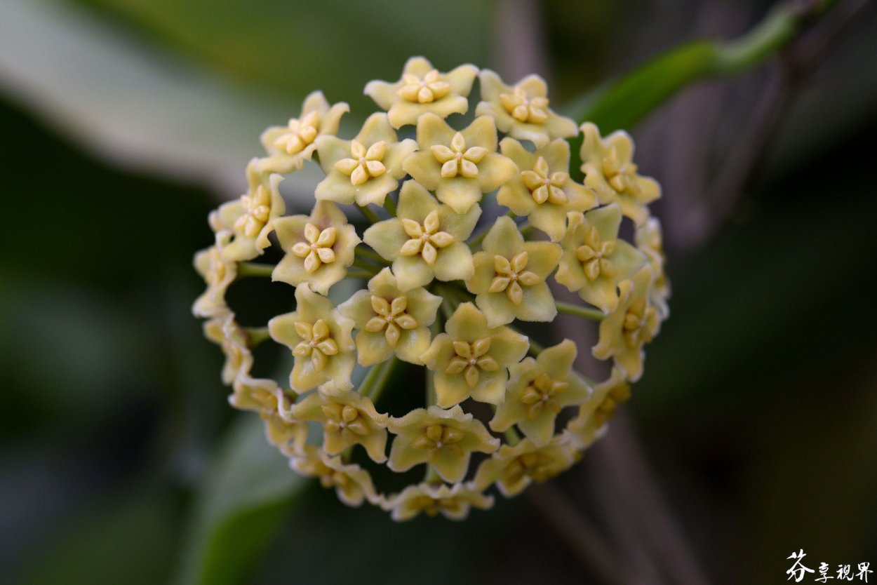 Хойя пиментилиана