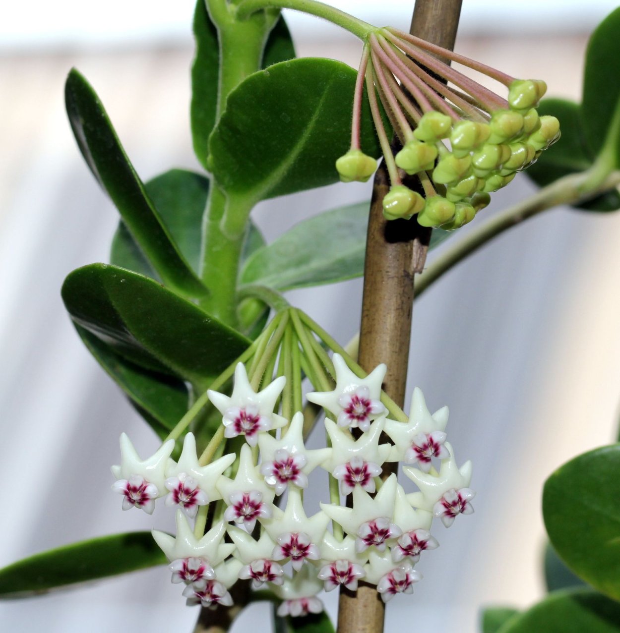 Хойя растение на белом фоне