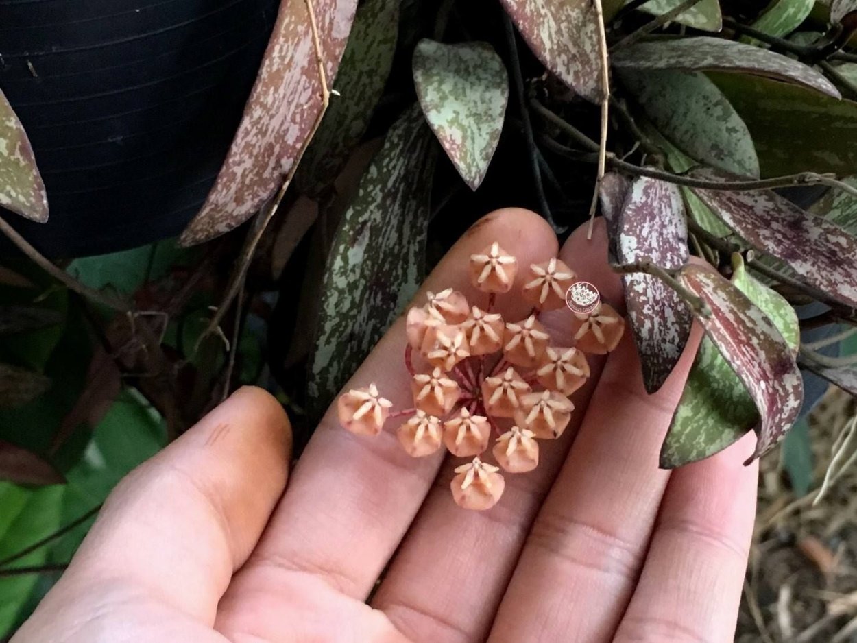 Hoya sigillatis (Hoya hasseltii)