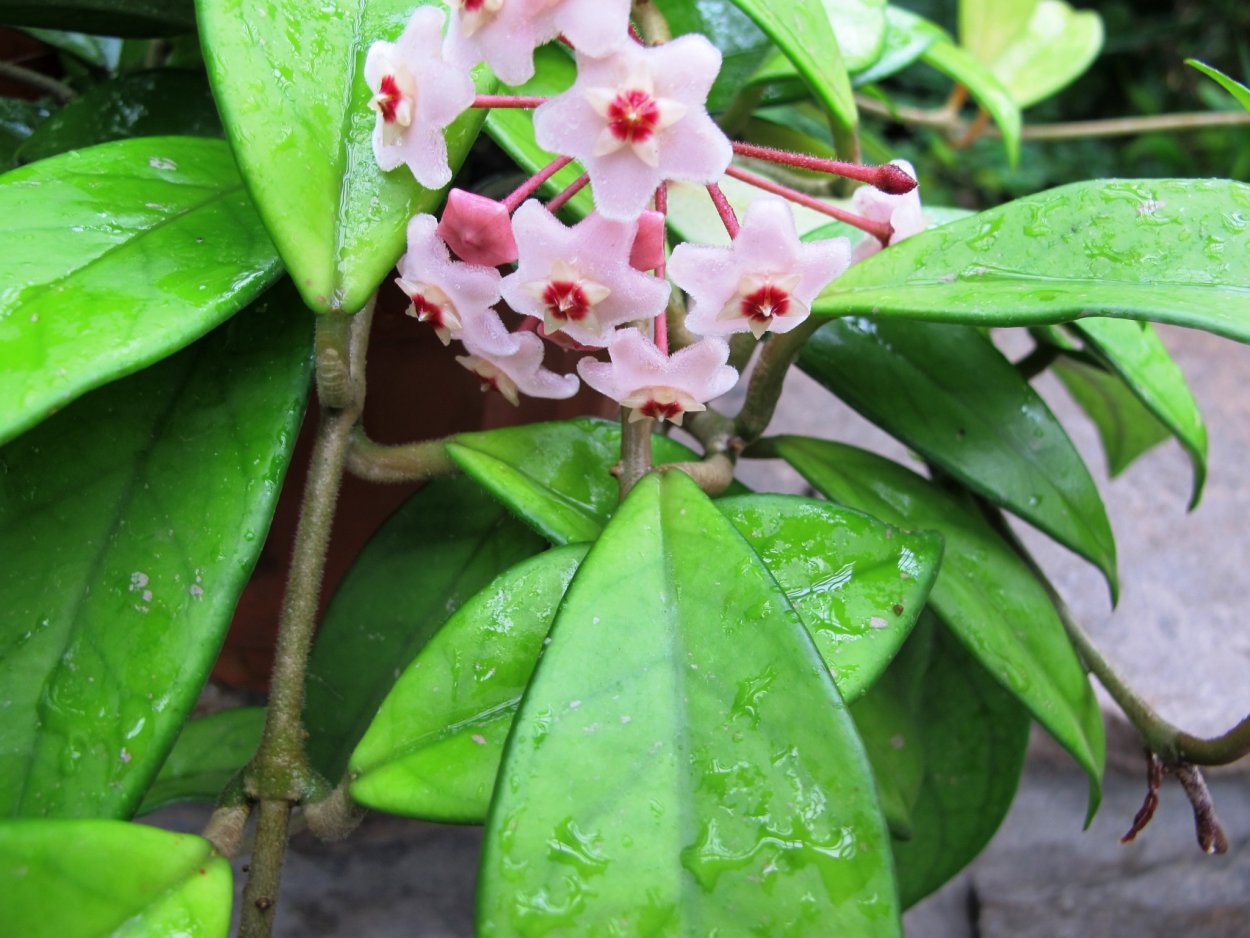 Хойя мединилифолия