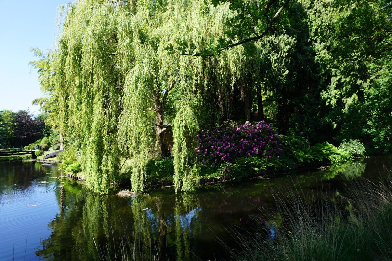 Плакучая Ива дерево