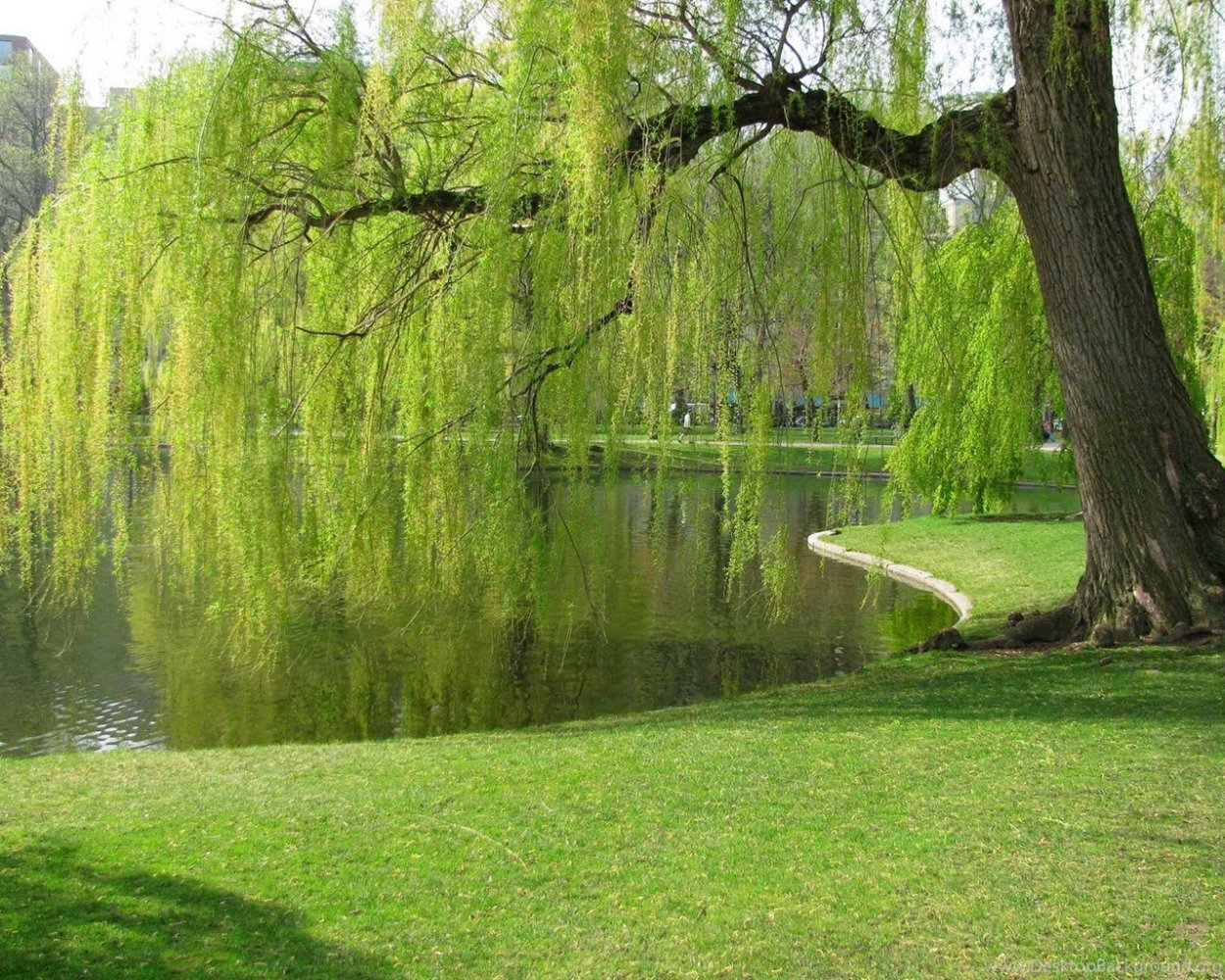 Ива белая плакучая