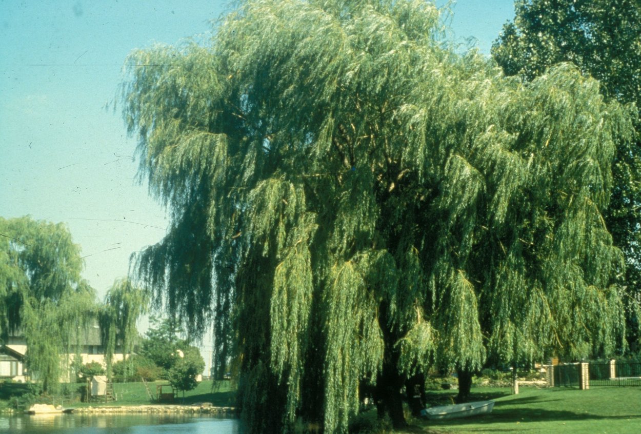 Ива Вавилонская плакучая