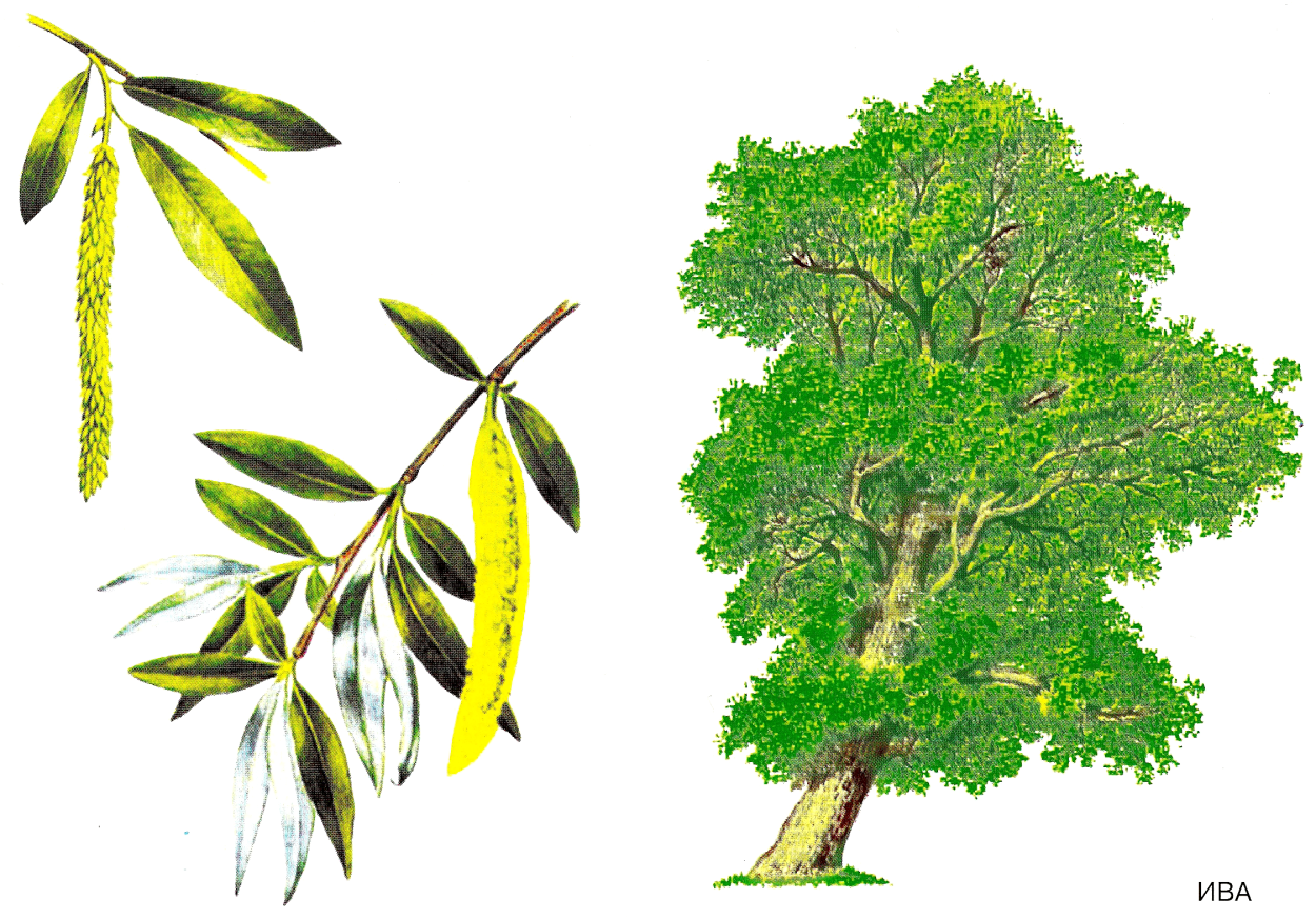 Флагообразная крона